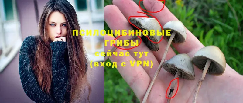 Псилоцибиновые грибы MAGIC MUSHROOMS  Алексеевка 